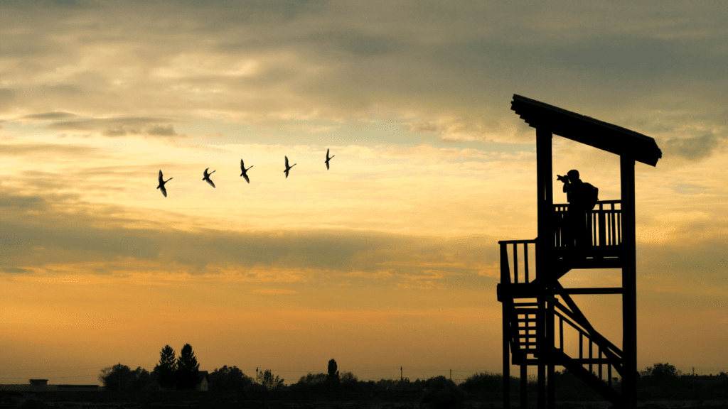 Bird Watching in Oahu The Ultimate Birder’s Guide [2024]