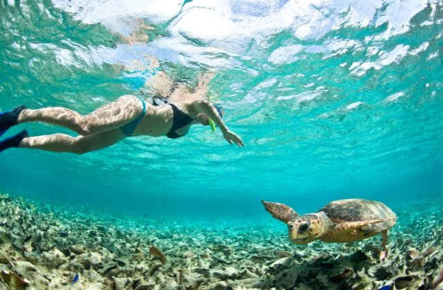 turtle snorkeling oahu