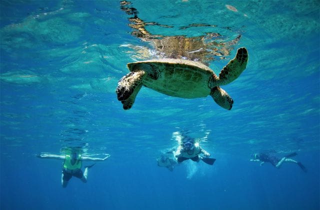 turtle snorkeling oahu