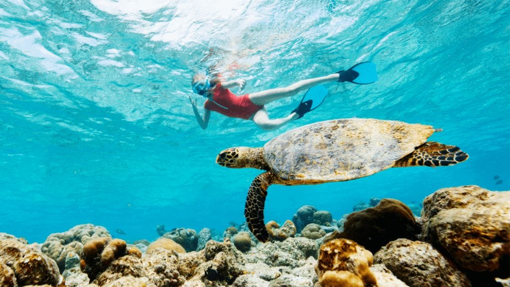 The Ultimate Guide to Turtle Snorkeling in Oahu