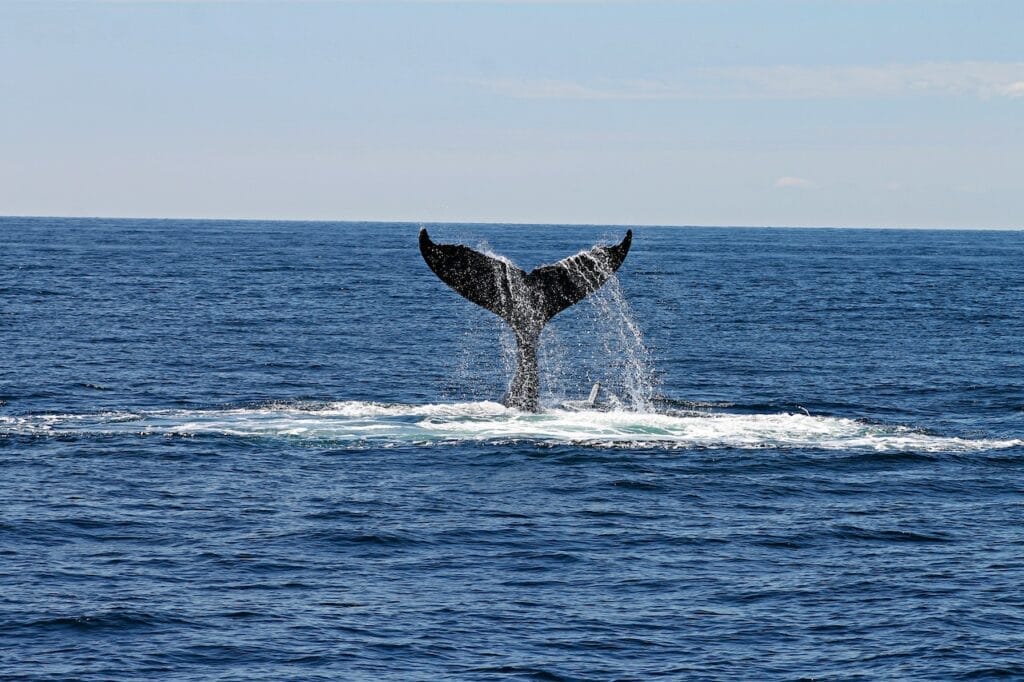 3 Best Whale Watching Spots in Oahu